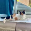 Liebe Lina sucht ein Zuhause