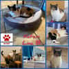 Liebe Lina sucht ein Zuhause