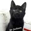 Mr. Jackson der Schmusekater!