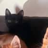 Mr. Jackson der Schmusekater!