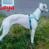 Loya DRINGEND Hilfe gesucht 08/2024 DE