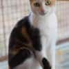 BALI-zuckersüße Tricolor-Katze