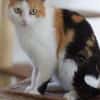 BALI-zuckersüße Tricolor-Katze