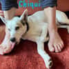 Chiqui liebevoll und verspielt 09/22 DE