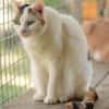 BATIDA-wunderschöne Tricolor-Katze