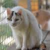 BATIDA-wunderschöne Tricolor-Katze