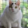 BATIDA-wunderschöne Tricolor-Katze