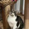 Alma sucht ein liebevolles Zuhause