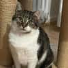 Alma sucht ein liebevolles Zuhause