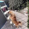 ROBY - Liebe, Zuneigung und Geduld