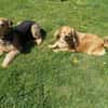 ROBY - Liebe, Zuneigung und Geduld