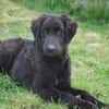 Ist Giasone Ihr neues Familienmitglied?
