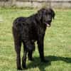 Ist Giasone Ihr neues Familienmitglied?