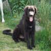 Ist Giasone Ihr neues Familienmitglied?