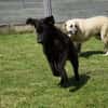 Ist Giasone Ihr neues Familienmitglied?