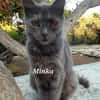 Mama Minka sucht Zuhause