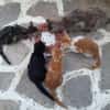 Mama Minka sucht Zuhause