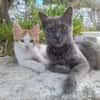 Mama Minka sucht Zuhause