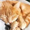 Lieber Garfield sucht Zuhause für immer