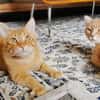 Lieber Garfield sucht Zuhause für immer