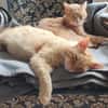 Lieber Garfield sucht Zuhause für immer