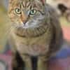 LEO-ruhiger Kater,ein Überlebenskünstler