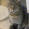 LEO-ruhiger Kater,ein Überlebenskünstler