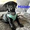 Misissippi kleiner Labrador-Mix Welpe!