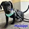 Misissippi kleiner Labrador-Mix Welpe!