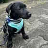 Misissippi kleiner Labrador-Mix Welpe!
