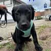 Misissippi kleiner Labrador-Mix Welpe!
