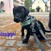 Misissippi kleiner Labrador-Mix Welpe!