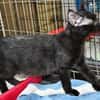 Kleiner Pirat Charly sucht Zuhause