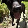 Alonso ein Herz von Hund / PLZ 82284