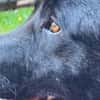 Alonso ein Herz von Hund / PLZ 82284
