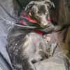 Alonso ein Herz von Hund / PLZ 82284