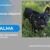 Alma-auf der Suche nach ihrem Zuhause