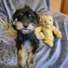 Temperamentvoller Fritz