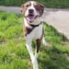 Cayo, 5 Jahre, sucht passenden Deckel