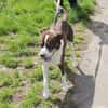 Cayo, 5 Jahre, sucht passenden Deckel