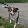 Cayo, 5 Jahre, sucht passenden Deckel