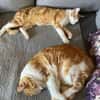 Romeo mit den Bernsteinaugen