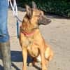 Malinois-Mix ROCKY wartet in 07806 Weira