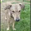 LEPO -sanfter & freundlicher Junghund-