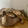 LEPO -sanfter & freundlicher Junghund-
