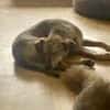 LEPO -sanfter & freundlicher Junghund-