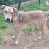 LEPO -sanfter & freundlicher Junghund-