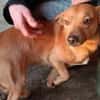 Dackel Mix, Rüde, 3 Jahre