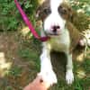 Mickey, freundlicher, taffer Welpe