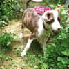 Mickey, freundlicher, taffer Welpe
